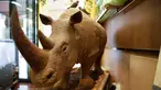 Cokelat berbentuk badak dengan berat 180 kg yang dibuat oleh pembuat cokelat Prancis, Eric Thevenot ditampilkan dalam toko cokelatnya di Nogent-sur-Marne, Prancis (8/4). (AFP/Geoffroy Van Der Hasselt)