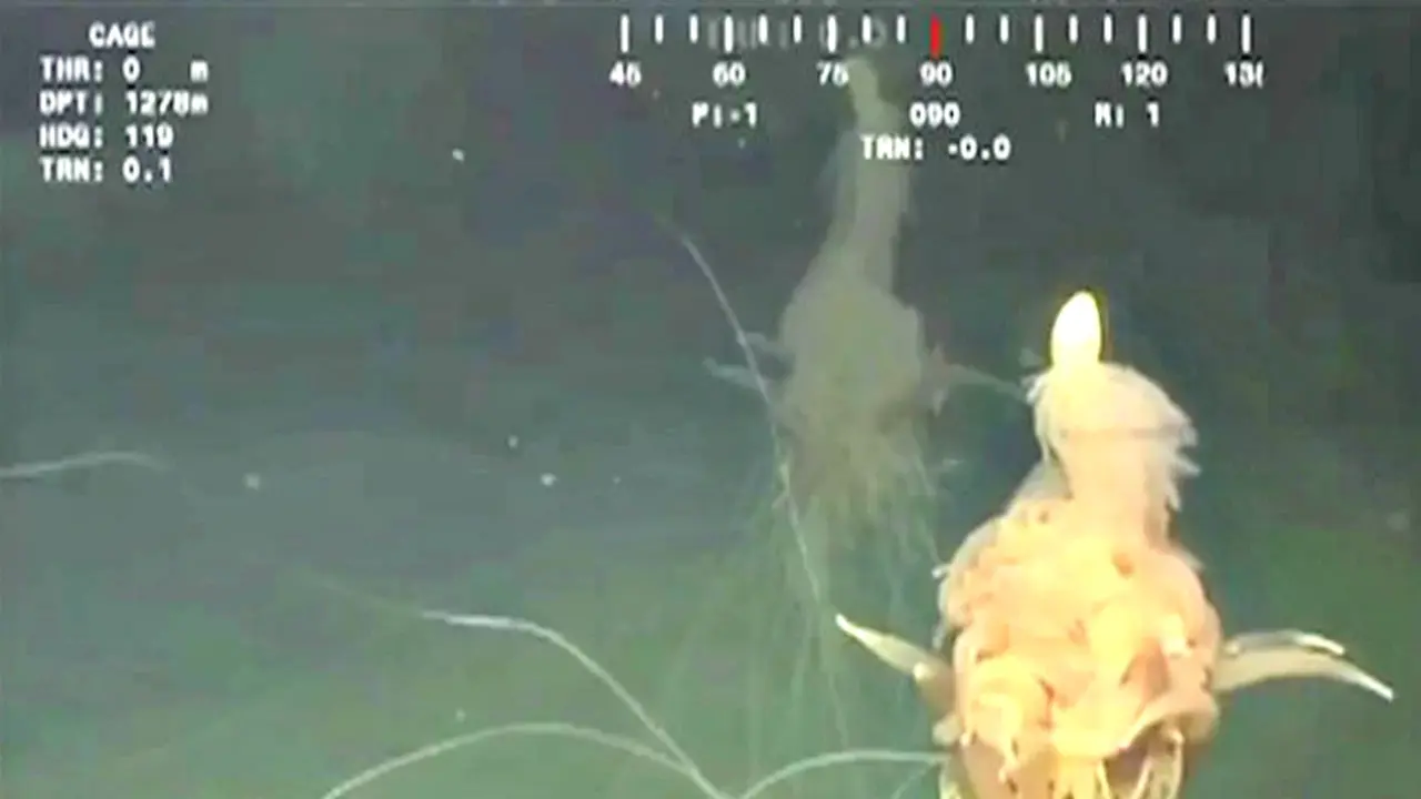 Astaga, Ada Monster Spaghetti di Laut Ini