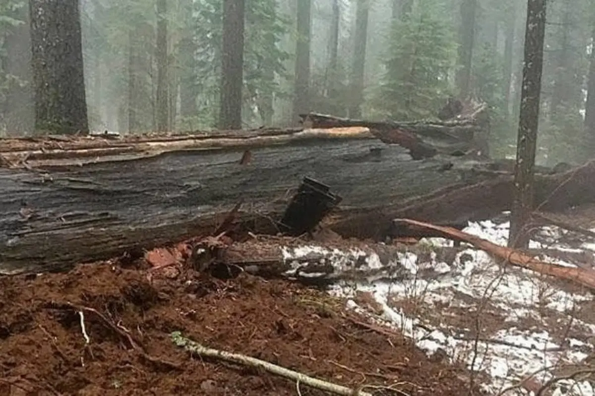 Hujan Badai Robohkan Pohon Raksasa di California