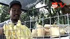 liputan6