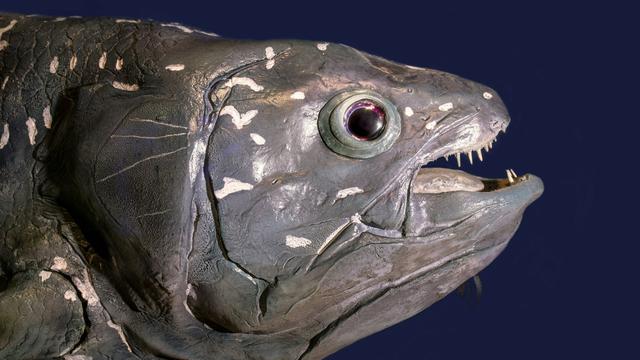 Coelacanth
