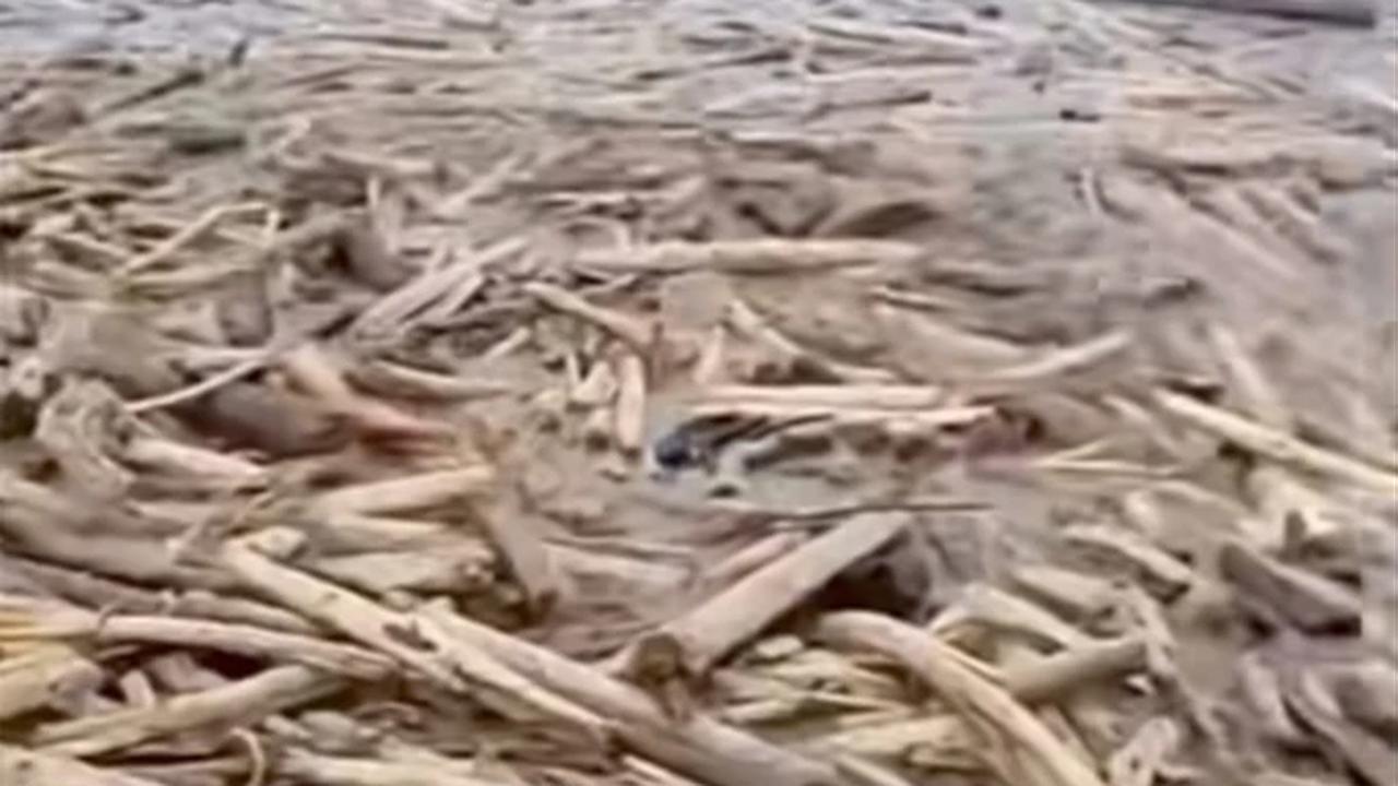 Viral Video Banjir Lereng Gunung Slamet Bawa Banyak Kayu di Kawasan Pantai Tegal, DLHK Jateng Masih Diteliti