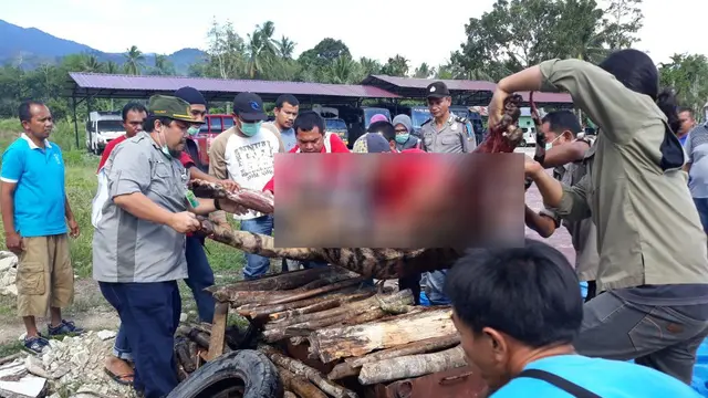 Harimau Sumatera