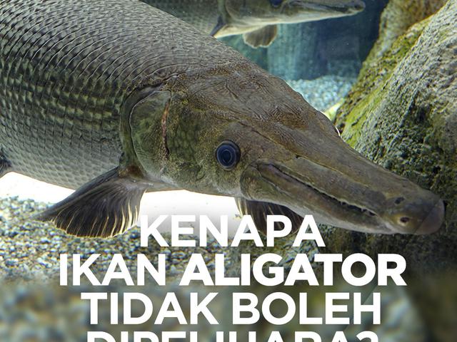 Berbahaya Ikan Aligator Tidak Boleh Dipelihara Lifestyle Fimela Com