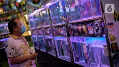 Seorang pengunjung mengamati ikan Louhan saat kontes ikan di Mal Tangcity, Kota Tangerang, Kamis (24/9/2020). Sebanyak 300 ikan Louhan berbagai ukuran dari Jabodetabek, Surabaya, Bandung, Sumetera, Kalimantan diikutsertakan dalam kontes tersebut. (Liputan6.com/Angga Yuniar)