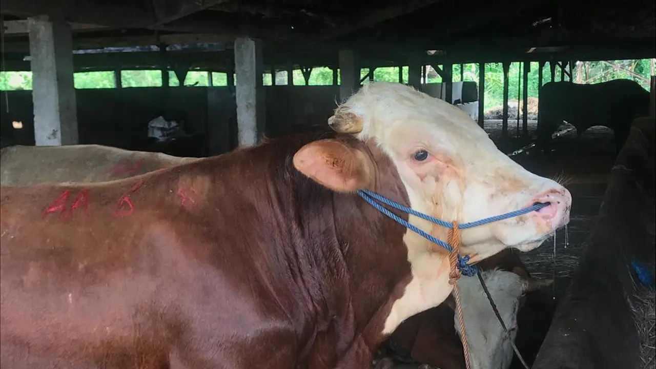 Ilustrasi Sapi di RPH Kota Semarang