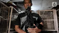 Safak (46) saat menunjukkan ayam Cemani di peternakan rumahan kawasan Kedu, Kabupaten Temanggung, Jawa Tengah (27/2/2023). Kecamatan Kedu yang berada di Kabupaten Temanggung terkenal sebagai pusat ternak sekaligus daerah asal ayam Cemani. (merdeka.com/Iqbal S Nugroho)