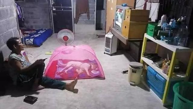 7 Momen Nyeleneh Orang Manjakan Hewan Peliharaan Ini Kocak Banget