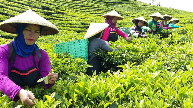 6 Kebun Teh Cantik Di Pulau Jawa