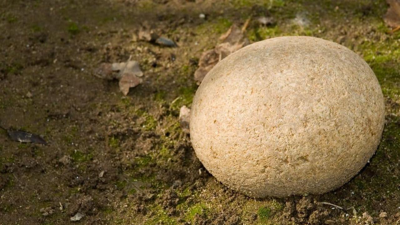 Ilmuwan Temukan Fosil Telur Raksasa Berusia 66 Juta Tahun, Diduga Milik Reptil Laut Purba