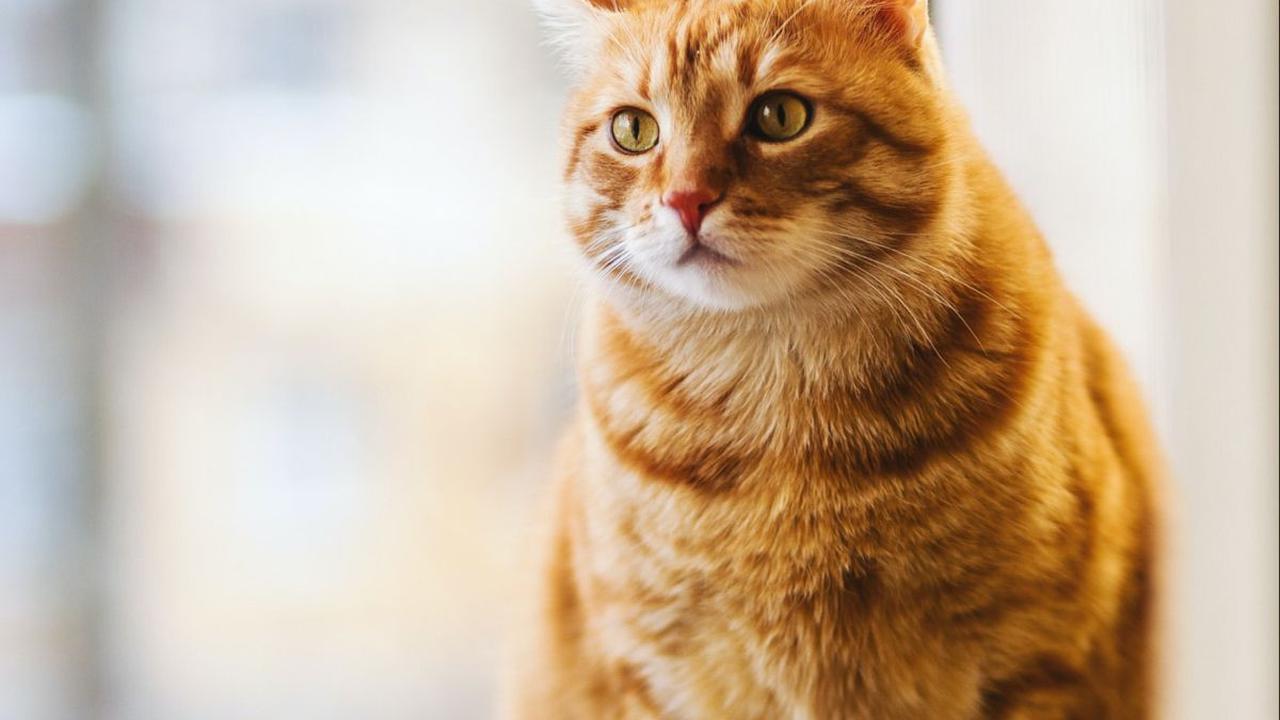 Jenis Vaksin Kucing