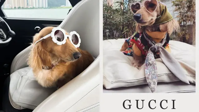 Sosok Fifi Si Anjing Viral yang Terbang Naik Business Class ke Paris (Sumber: Instagram/fifilittledariling)