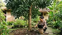 5 Pupuk Organik untuk Alpukat yang Sedang Belajar Berbuah, Nutrisi Alami agar Bunga Tidak Rontok