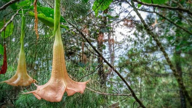 Daun kecubung juga memiliki kandungan antioksidan yang tinggi