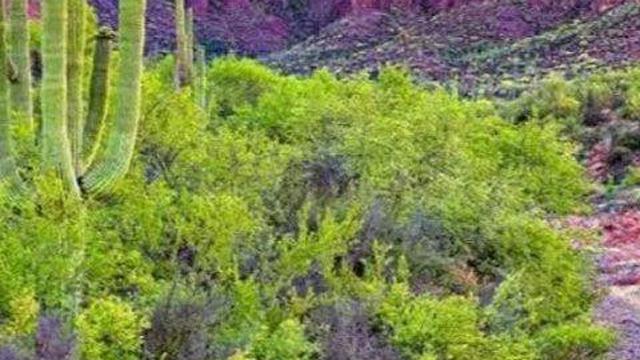 Phoenix, Arizona