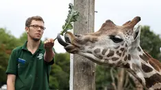 Petugas memberi makan jerapah di samping skala pengukur selama penimbangan tahunan Kebun Binatang London, Kamis (23/8). Sekitar 800 spesies yang berbeda ditimbang satu per satu, di antaranya pingiun, gorila, hingga siput raksasa. (Daniel LEAL-OLIVAS/AFP)