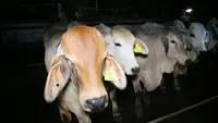 Sapi Lokal vs Impor untuk Bakalan Sapi Penggemukan? Begini Cara Memilihnya