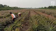 Petani yang tergabung Masyarakat Peduli Api bersama Komunitas Tani Tunas Makmur memetik nanas di Sei Pakning, Bengkalis, Riau, Rabu (11/9/2019). Perkebunan yang dikelola masyarakat dibangun Pertamina RU II Production Sei Pakning dengan pola kemitraan dan pembinaan. (Liputan6.com/Faizal Fanani)