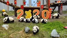 Anak-anak panda yang lahir pada tahun 2019 bermain di dekat dekorasi untuk menyambut Tahun Baru Imlek di tempat perlindungan Shenshuping di Cagar Alam Nasional Wolong, provinsi Sichuan, Jumat (20/1/2020). Imlek 2020 atau tahun baru Cina 2571 jatuh pada 25 Januari mendatang. (STR / AFP)