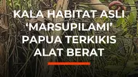 Sebuah video memperlihatkan fenomena pilu seekor kuskus Papua satwa marsupial endemik yang langka dan dilindungi tampak kebingungan saat pepohonan tempat tinggal mereka digusur ekskavator. Satwa berekor panjang ini menggantungkan seluruh hidupnya pada tajuk pohon tinggi. Dengan gerakannya yang la...