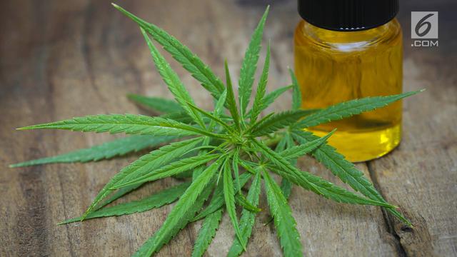 Ganja atau Mariyuana