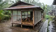 7 Cara Menjaga Kandang Ayam Tetap Kering Saat Musim Hujan, Cegah Penyakit