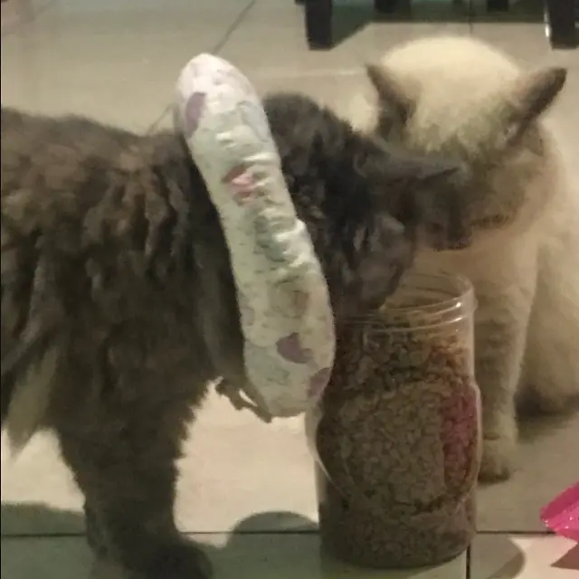 6 Potret Aksi Kucing Makan Langsung dari Toples, Ada Saja Tingkah Lucunya