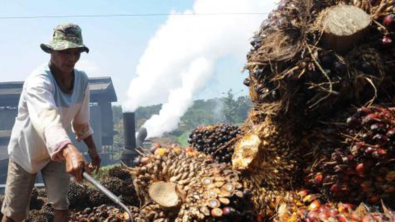 GAPKI: Buruh Indonesia pilih kerja di pabrik daripada perkebunan