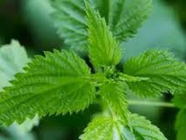 800 Gambar Daun Jelatang Gajah Paling Keren - Gambar ID