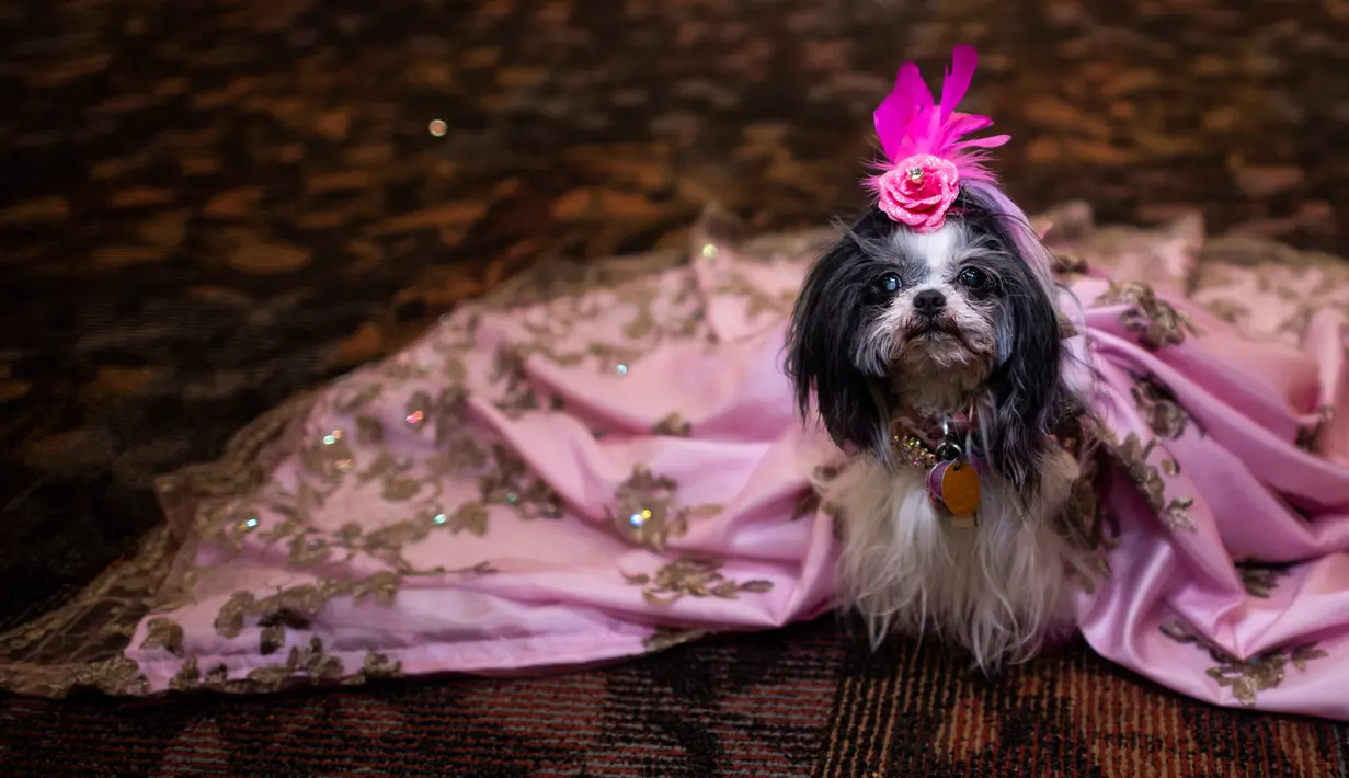Seekor anjing mengenakan jubah menunggu di belakang panggung untuk New York Pet Fashion Show ke-17 di New York City, Kamis (6/2/2020). Acara ini menampilkan pertunjukan anjing yang berjalan di catwalk dengan kostum yang unik. (Photo by Johannes EISELE / AFP)