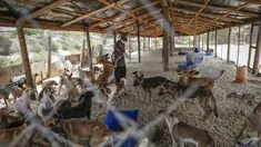 Relawan Palestina di Sula Society for Animal Care Saeed al-Err merawat anjing liar di  asosiasi penampungan di Kota Gaza (9/9/2020). (AFP Photo/Mohammed Abed)