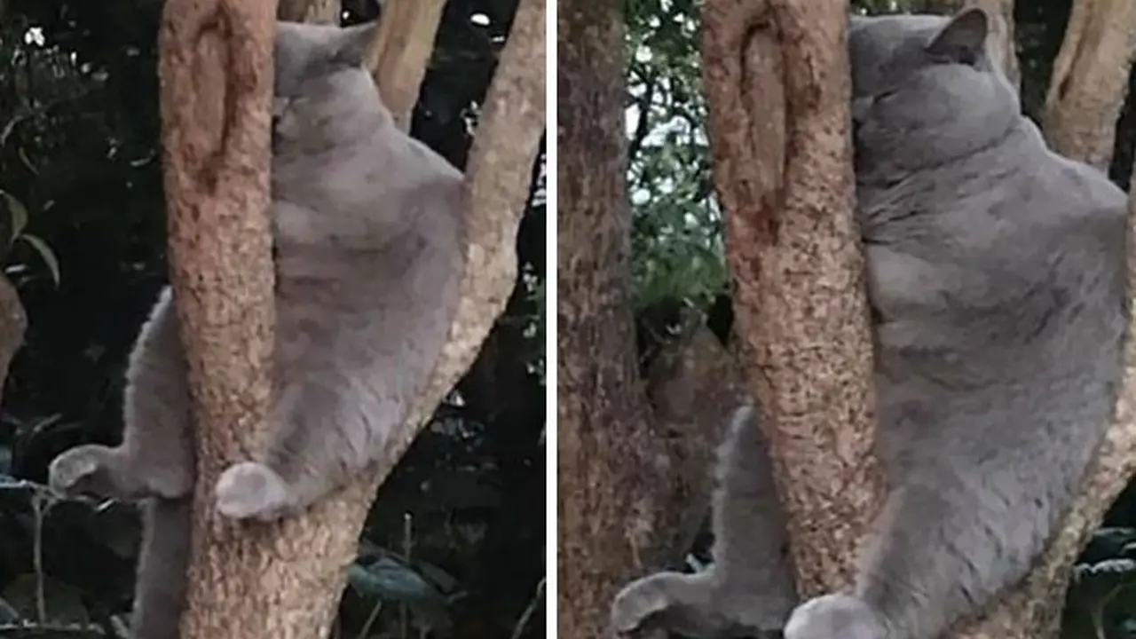 Gemas, 8 Potret Kucing Bertengger di Dahan Pohon Dikira Burung ...