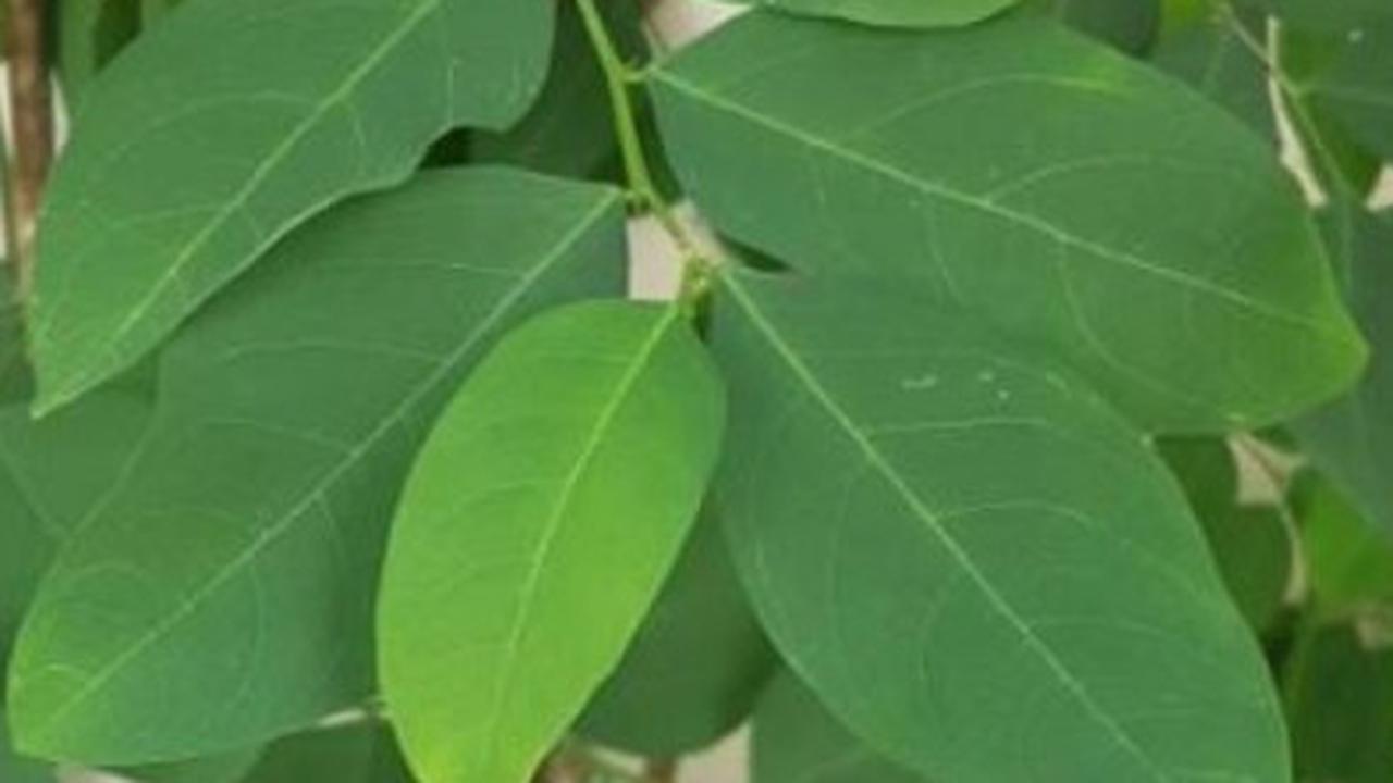 Tips Aman Mengonsumsi Daun Katuk