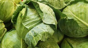 10 Khasiat Dan Manfaat Kubis Kol Bagi Kesehatan Sayur Kubis Aura Ilmu Com