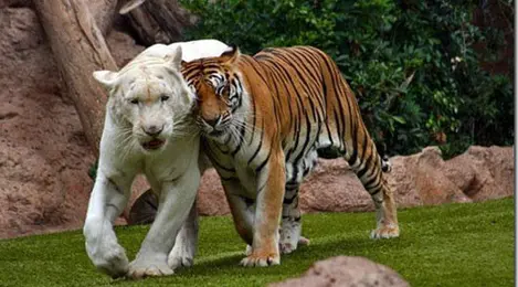 10 Foto Hewan Paling Romantis Di Dunia Lifestyle Fimela Com