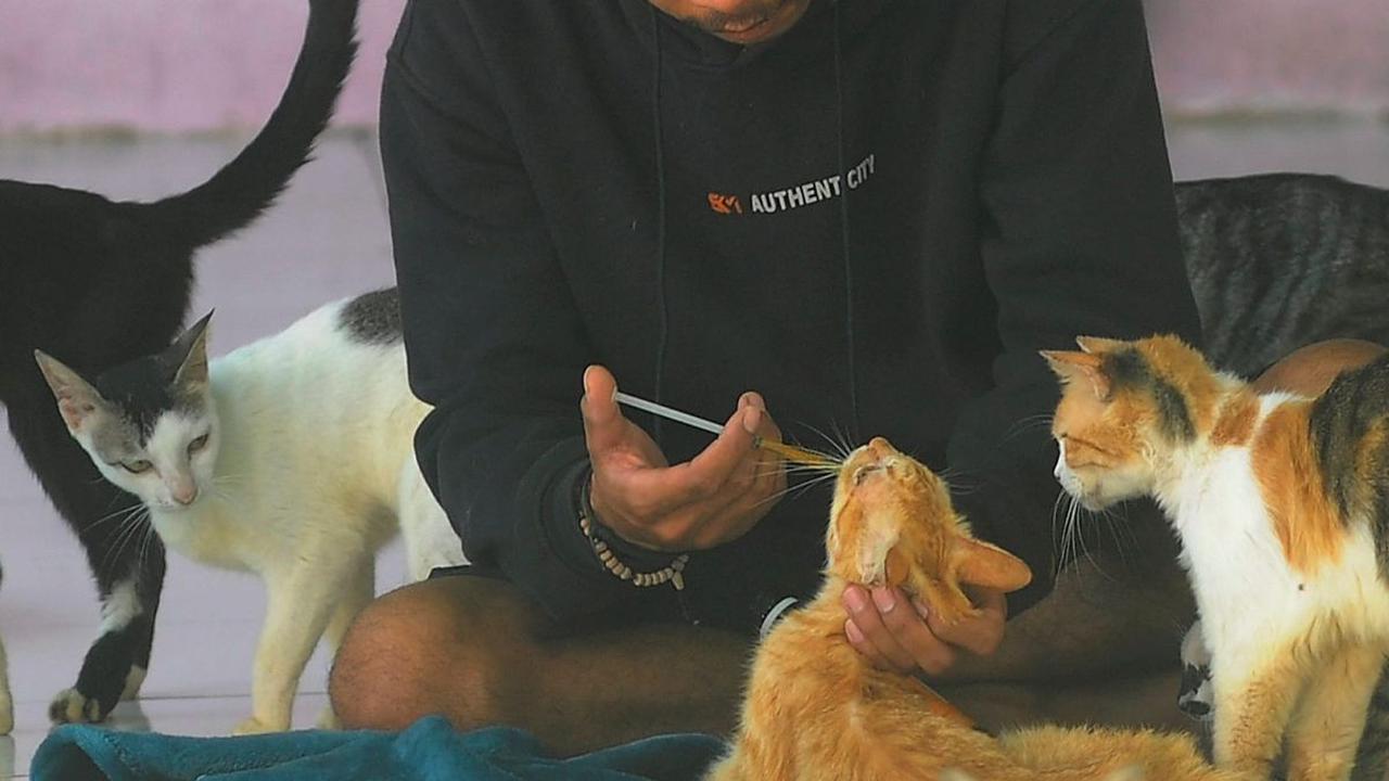Selain memberikan asupan makanan, tak lupa pekerja selalu memberikan nutrisi tambahan vitamin agar kondisi kucing dan anjing yang dirawat di tempat ini selalu dalam keadaan sehat.