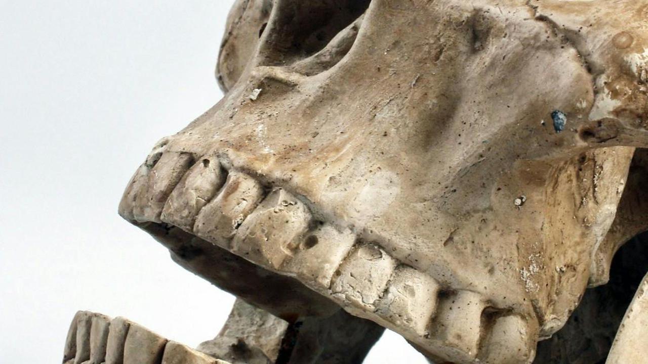 Misteri Genosida Tragis dalam Sejarah Manusia Terdahulu Terkuat, Ini Penyebabnya