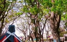 Taman Ngrowo Bening Madiun, Spot Wisata Gratis Cocok untuk Olahraga hingga Petik Buah