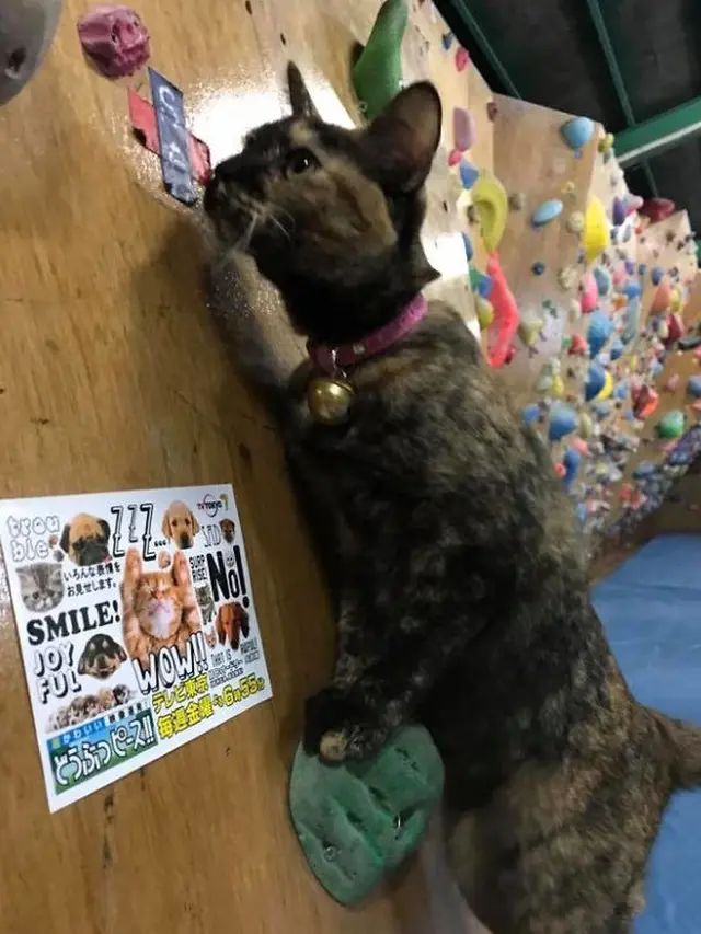 Tak Biasa, Kucing Ini Jago Panjat Tebing