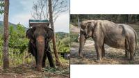 Tulang Belakang Gajah di Thailand Ini Cacat Permanen Usai Selama 25 Tahun Angkut Turis (World of Buzz)