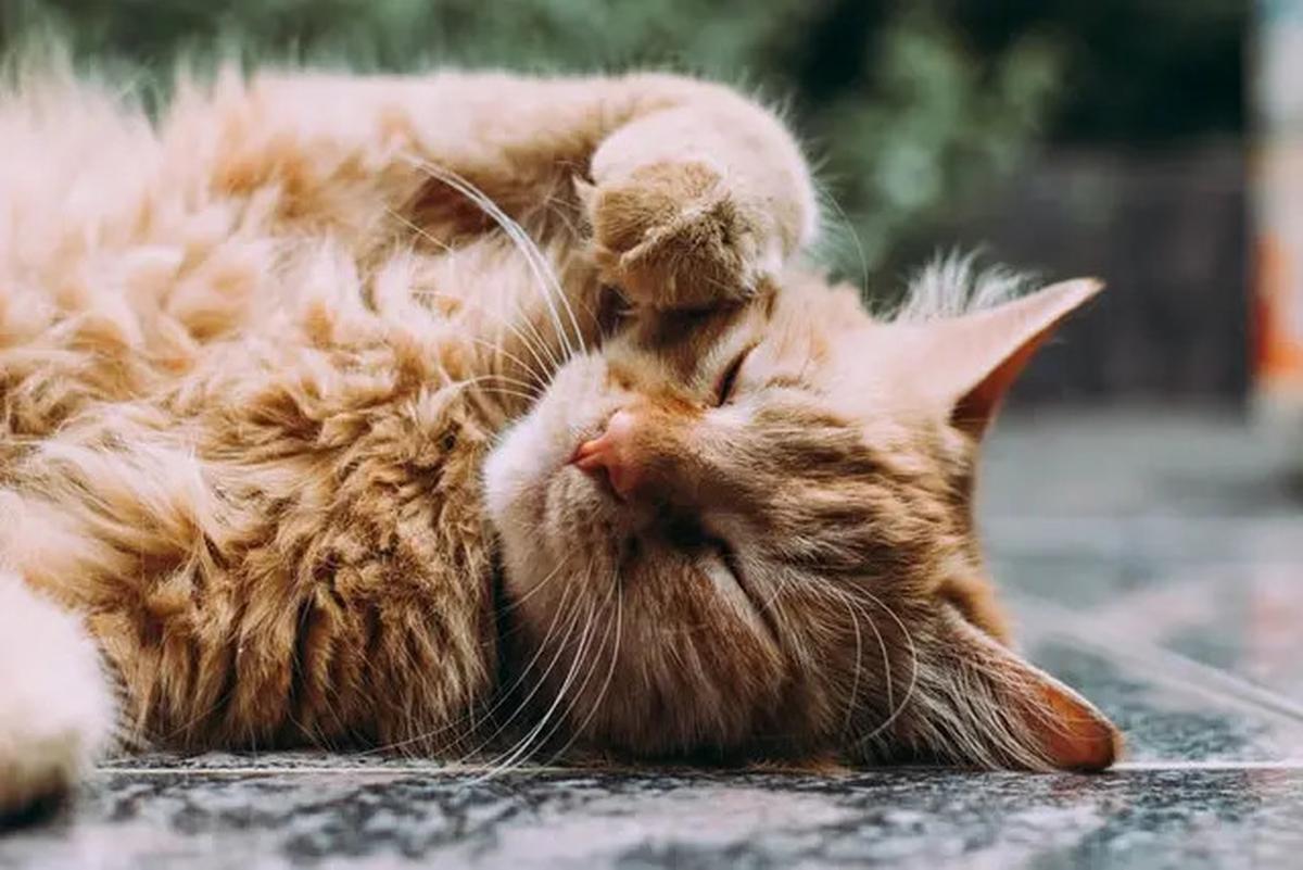 7 Penyebab Kucing Selalu Lapar Dilihat dari Perilakunya, Waspadai Masalah Kesehatan