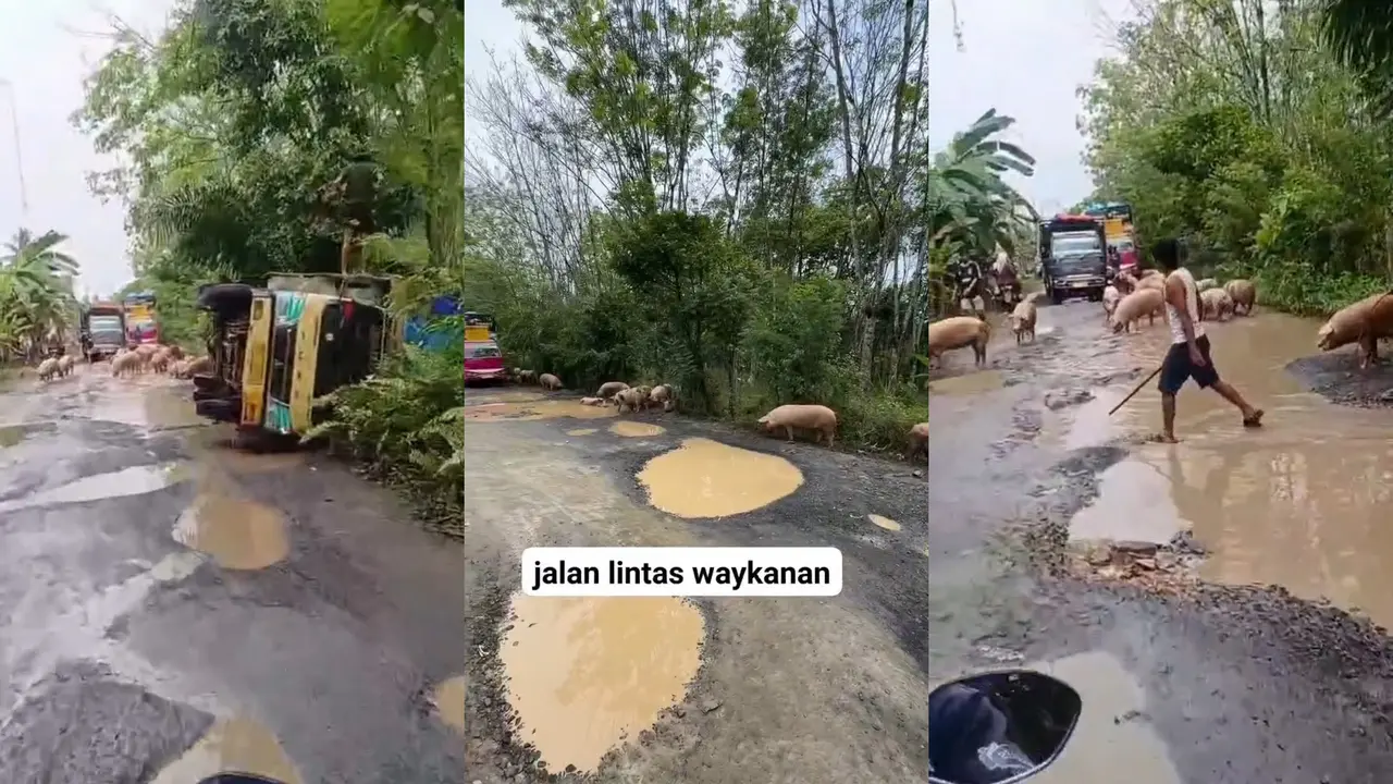Truk muatan babi terguling