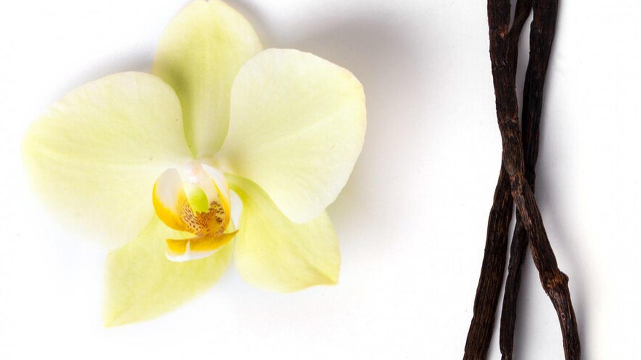 Vanilla