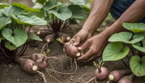 Cara Menanam Ubi Yakon dari Rimpang hingga Panen Melimpah untuk Pemula
