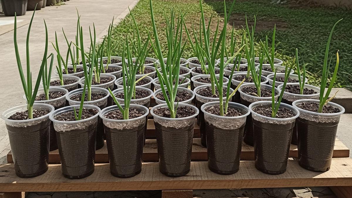 Cara Berkebun Bawang Daun di Cup Plastik Bekas Minuman, Mudah dan Ramah Lingkungan