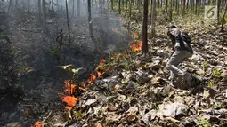 Petugas Dinas Kehutanan berusaha memadamkam api yang membakar hutan jati di Kecamatan Juwangi Boyolali, Jawa Tengah, Senin (6/8). Kebakaran mengancam matinya pohon jati yang masih berusia muda. (Liputan6.com/Gholib)