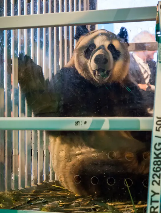 Salah satu dari dua panda raksasa dalam kandang kaca tembus pandang di bandara Schiphol, Belanda, Rabu (12/4). Terakhir kali panda dibawa ke Belanda pada 1987, ketika dua panda raksasa menghadiri acara taman safari selama empat bulan. (Aurore BELOT/AFP)