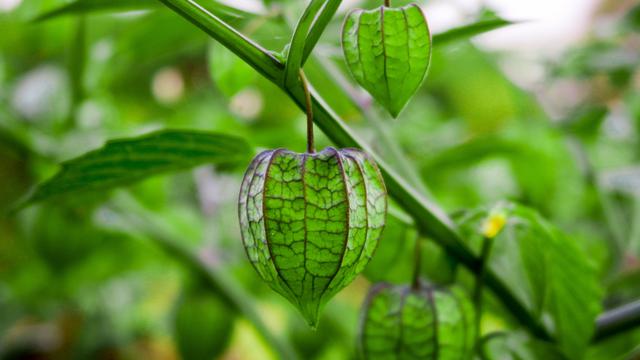 Ilustrasi buah ciplukan