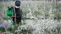Pasokan Cabai Bakal Berkurang Imbas Letusan Gunung Kelud