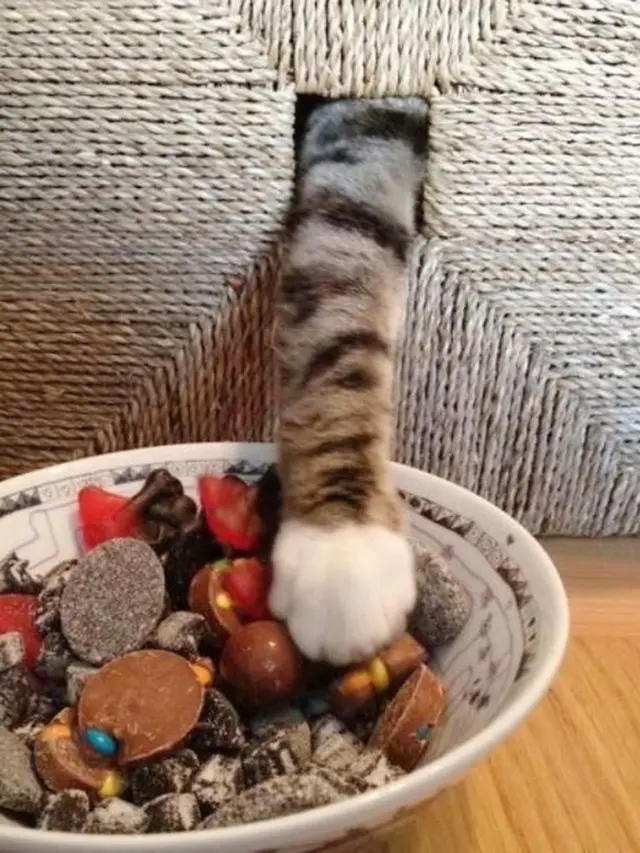 6 Potret Lucu Kucing Rebut Makanan Majikan Ini Kocak Banget